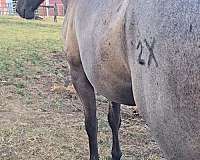 blue-roan-roan-aqha-horse