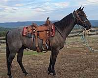 blue-roan-roan-gelding-for-sale