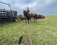 aqha-gelding