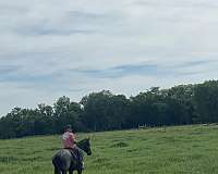 aqha-horse