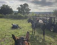 blue-roan-roan-gelding