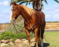 ranch-work-quarter-horse