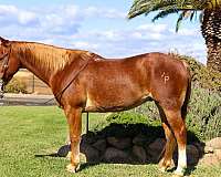 beginner-safe-quarter-horse