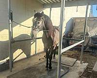 docile-andalusian-horse