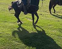 stamina-andalusian-horse