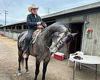 yeguada-herrera-andalusian-horse