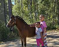 chestnut-hackney-gelding