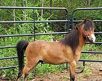 chestnut-driving-harness-pony