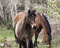 andalusian-mare-pony