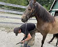 barn-andalusian-pony