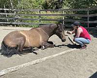 baroque-andalusian-pony