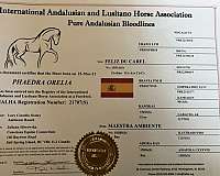 brave-andalusian-pony