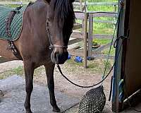 amazing-andalusian-pony