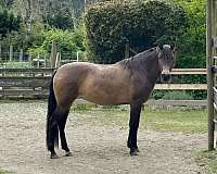 adventurous-andalusian-pony