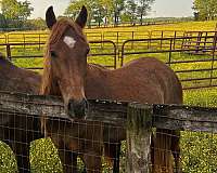 flaxen-mane-til-horse