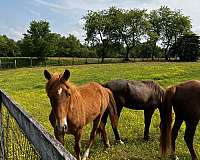 sorrel-flaxen-mane-til-horse