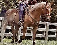 palomino-sorrel-quarter-horse-gelding-stallion