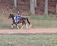 tobiano-see-pictures-horse