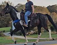 all-around-spotted-saddle-horse