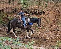 athletic-spotted-saddle-horse