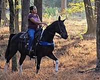 beginner-spotted-saddle-horse