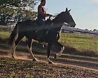 flashy-spotted-saddle-horse