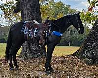 black-see-pictures-horse