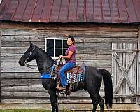 trail-gaited-horse-tennessee-walking