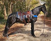 gaited-horse-tennessee-walking