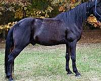 show-horse-tennessee-walking