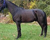 black-horse-tennessee-walking