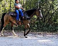 buckskin-see-pictures-horse