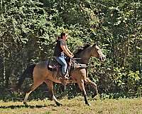 gaited-horse-kentucky-mountain