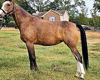 kentucky-mountain-horse