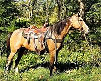 trail-gaited-horse-kentucky-mountain