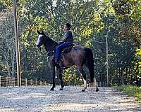 family-horse-kentucky-mountain