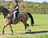 husband-safe-horse-kentucky-mountain