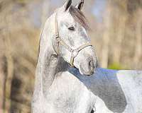 diesel-saddlebred-horse