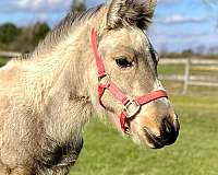 babies-dales-pony