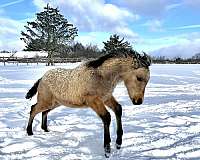 babies-dales-pony