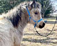 dales-pony-gelding