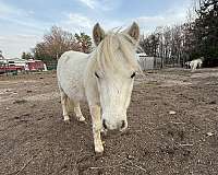 palomino-palomino-pony-filly-mare