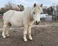 farrier-miniature-pony