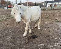 palomino-filly-miniature-pony