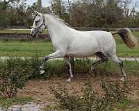 companion-lipizzan-horse