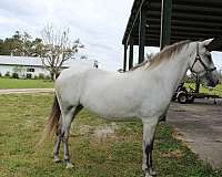 longe-line-lipizzan-horse