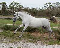 15-hand-lipizzan-mare