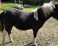 smaller-size-miniature-horse