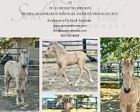 buckskin-friesian-filly-horse