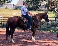 natural-horsemanship-training-trail-riding-quarter-horse